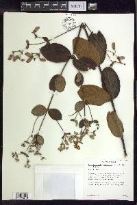 Banisteriopsis campestris image