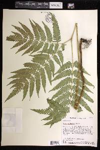 Pteris wallichiana image