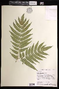 Pteris wallichiana image