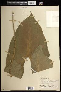Lasia spinosa image