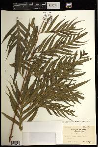 Pteris formosana image