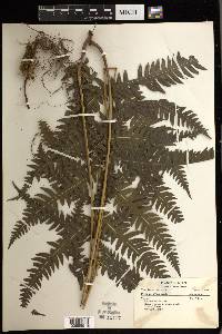 Pteris decurrens image