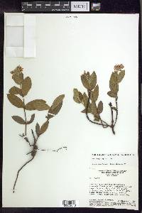 Banisteriopsis cipoensis image