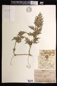 Selaginella helferi image