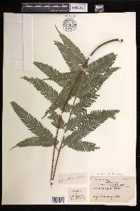 Pteris biaurita image