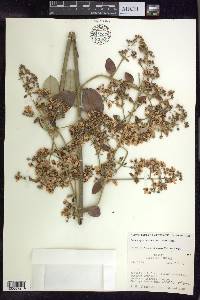 Banisteriopsis anisandra image