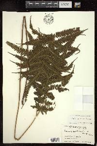 Pteris wallichiana image