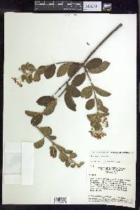 Banisteriopsis arborea image