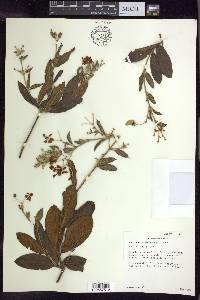 Banisteriopsis arborea image