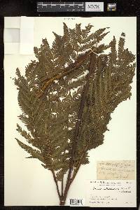 Pteris wallichiana image