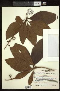 Byrsonima stipulacea image