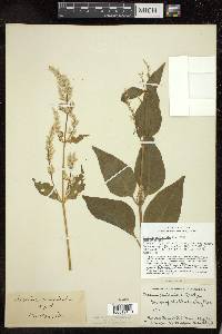 Iresine paniculata image