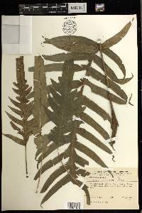 Pteris endoneura image