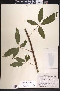 Rubus argutus image