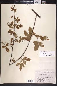 Rubus argutus image