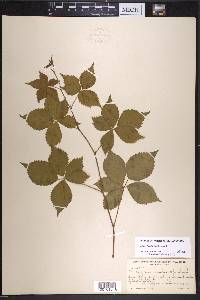 Rubus heterophyllus image