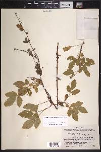 Rubus velox image