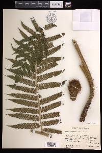 Cyathea tuerckheimii image