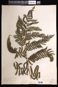 Cyathea tenera image