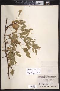 Rubus trivialis image