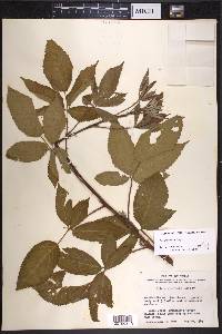 Rubus laudatus image
