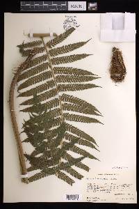 Cyathea tuerckheimii image