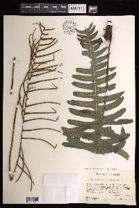 Austroblechnum divergens image