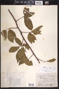 Rubus velox image