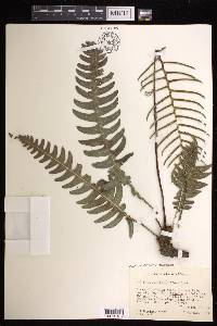 Austroblechnum divergens image