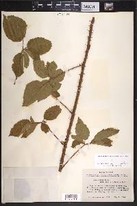 Rubus putus image