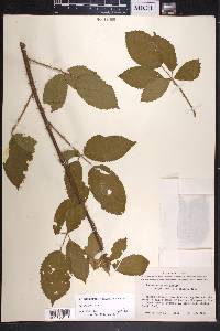 Rubus argutus image