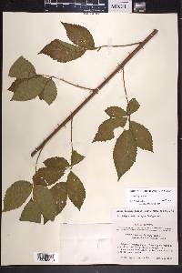 Rubus argutus image