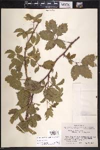 Rubus trivialis image