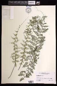 Asplenium radicans image