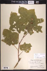 Rubus parviflorus image