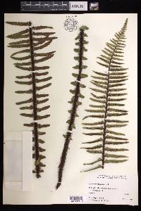 Asplenium horridum image