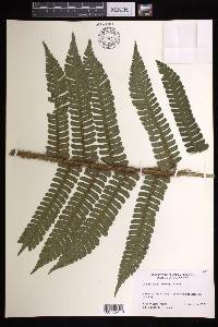 Cyathea ursina image