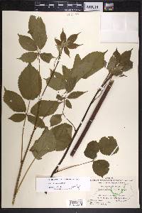 Rubus ablatus image