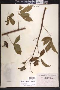 Rubus argutus image