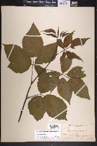 Rubus canadensis image