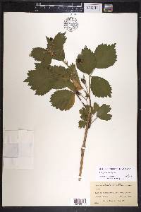 Rubus frondosus image