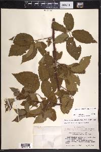 Rubus texanus image