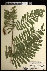 Cyathea multiflora image