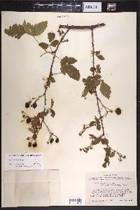 Rubus laudatus image