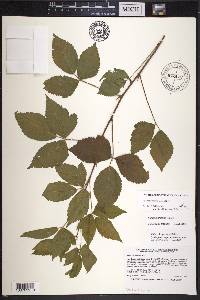 Rubus uniformis image