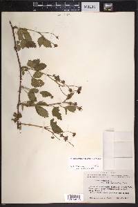 Rubus velox image
