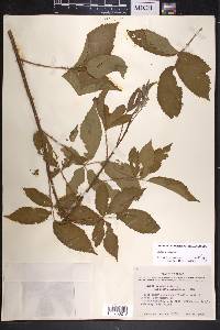 Rubus argutus image