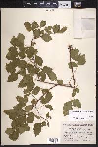 Rubus putus image