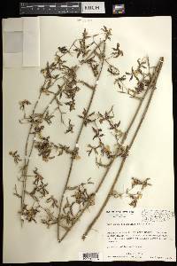 Oncidium altissimum image