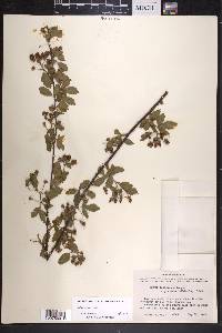 Rubus argutus image